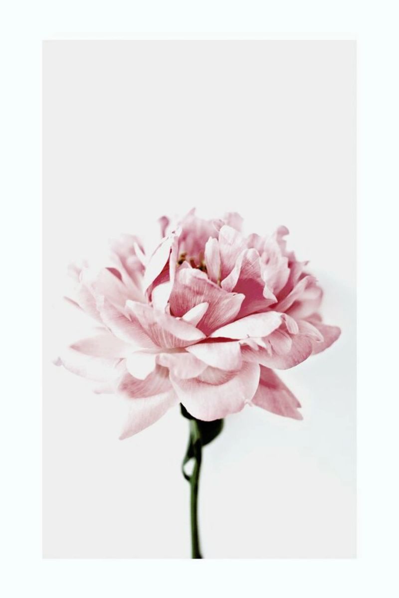 Peony Pink and Grey Poster von Flora & Fauna