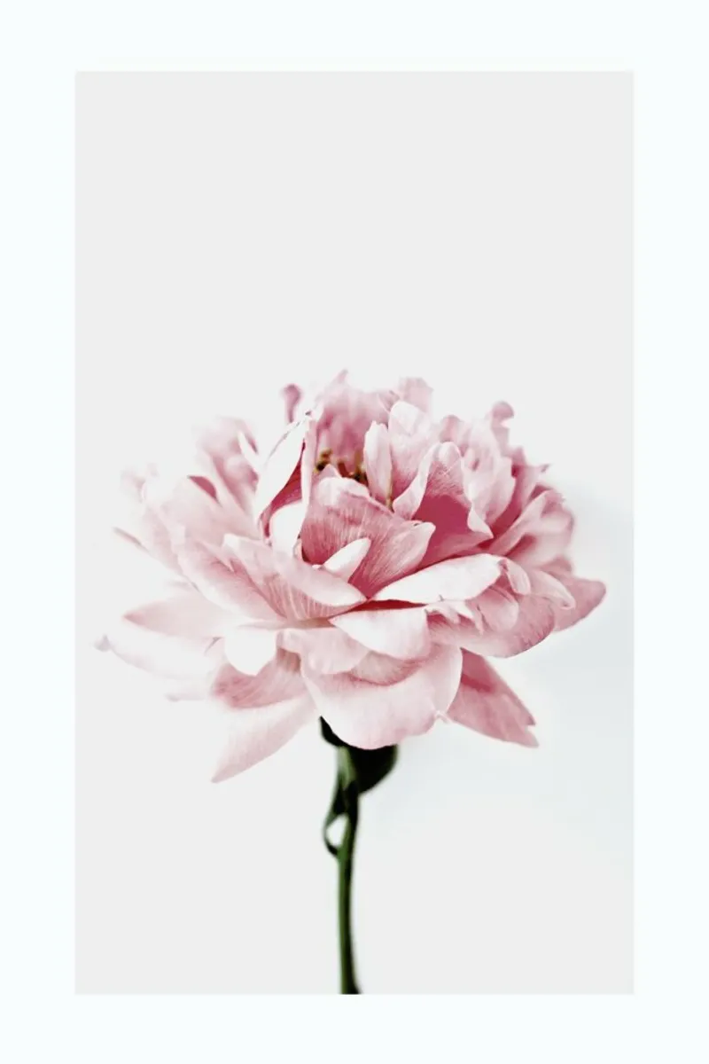 Peony Pink and Grey pellicola backlit da Flora & Fauna