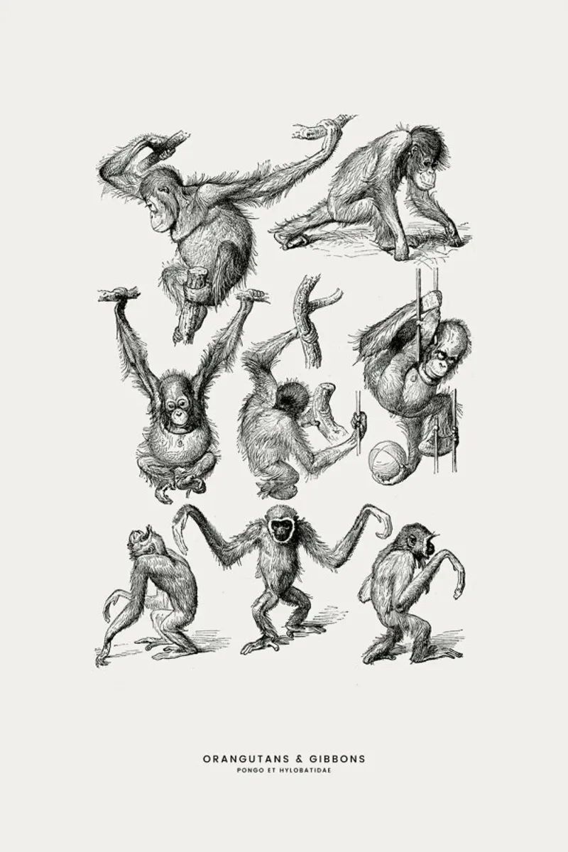 Orangutans and Gibbons poster by Flora & Fauna