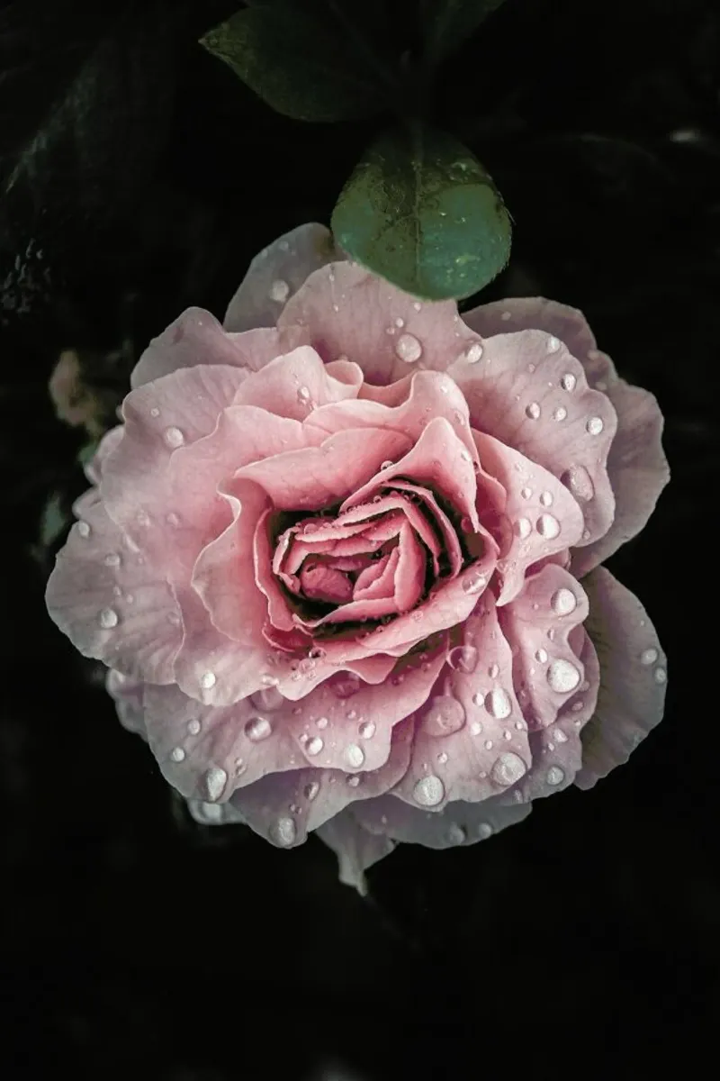 Raindrops on Pink Rose pellicola backlit da Flora & Fauna