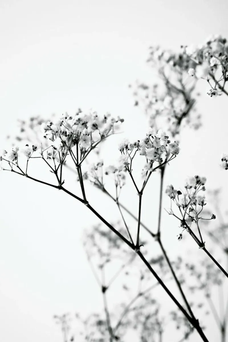 Deni's Baby Breath hahnemühle by Babett Schultze