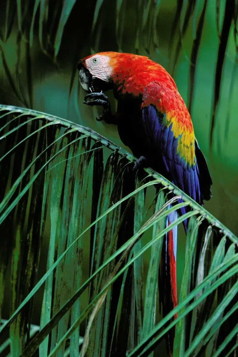 In the Jungle alluminio dibond da Natural Kingdom