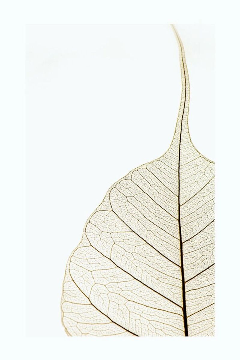 Translucent Leaf plexiglass da Flora & Fauna