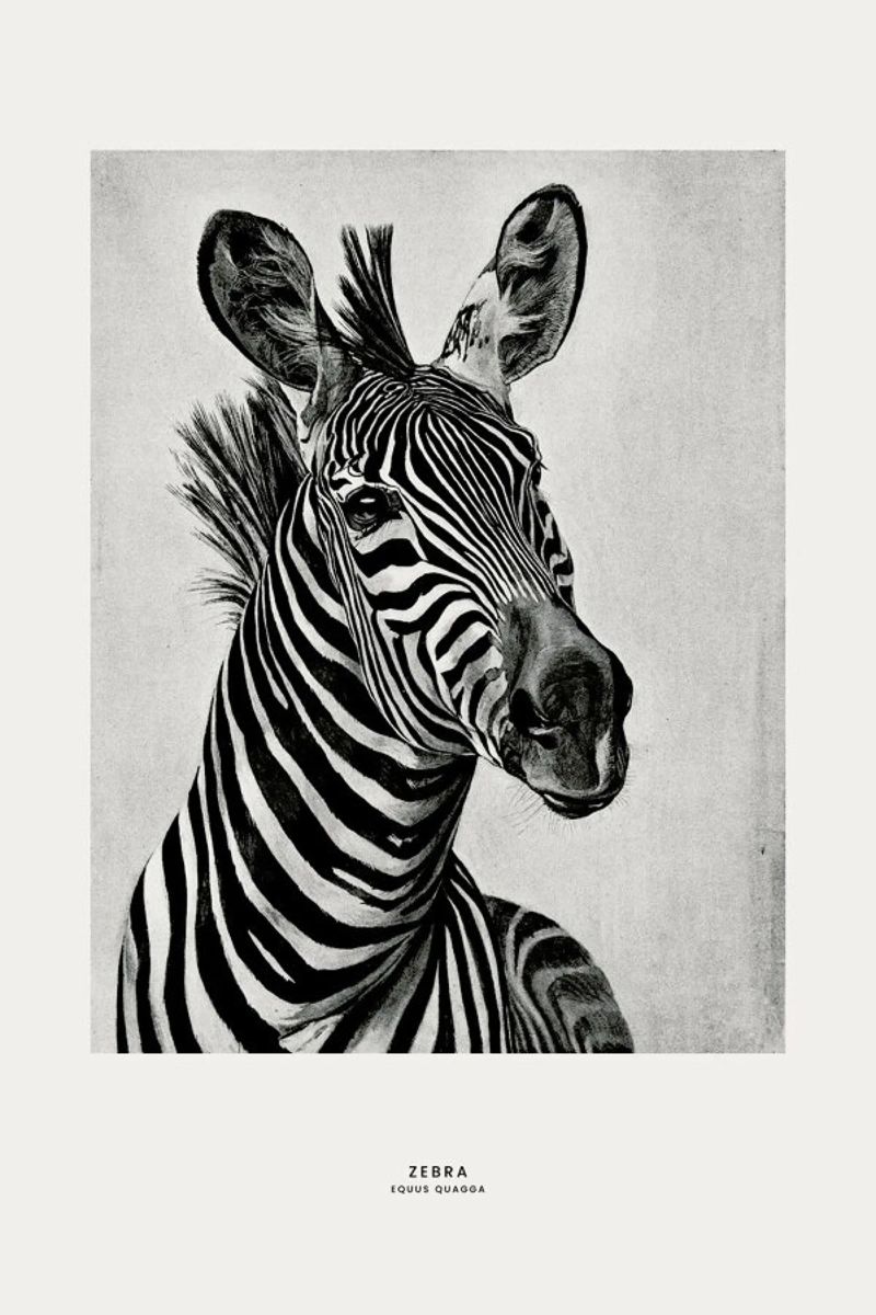Zebra Portrait pellicola backlit da Flora & Fauna