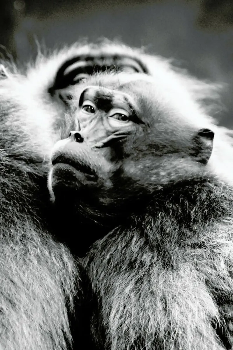 Monkey Business pellicola backlit da Babett Schultze