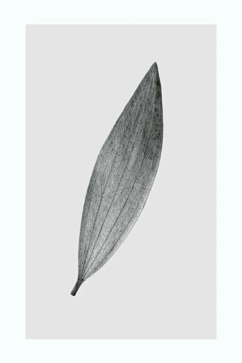 Eucalyptus Leaf pellicola backlit da Flora & Fauna