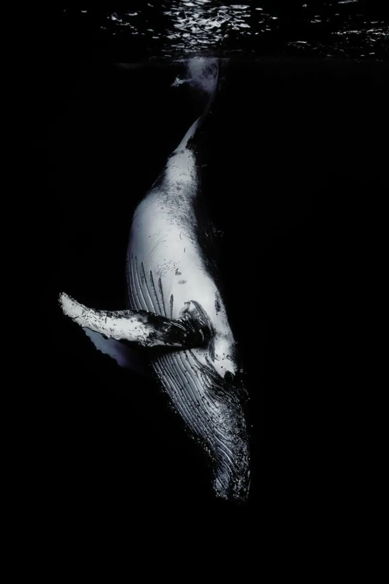Black Whale - Barathieu Gabriel carta hahnemühle da Pictufy