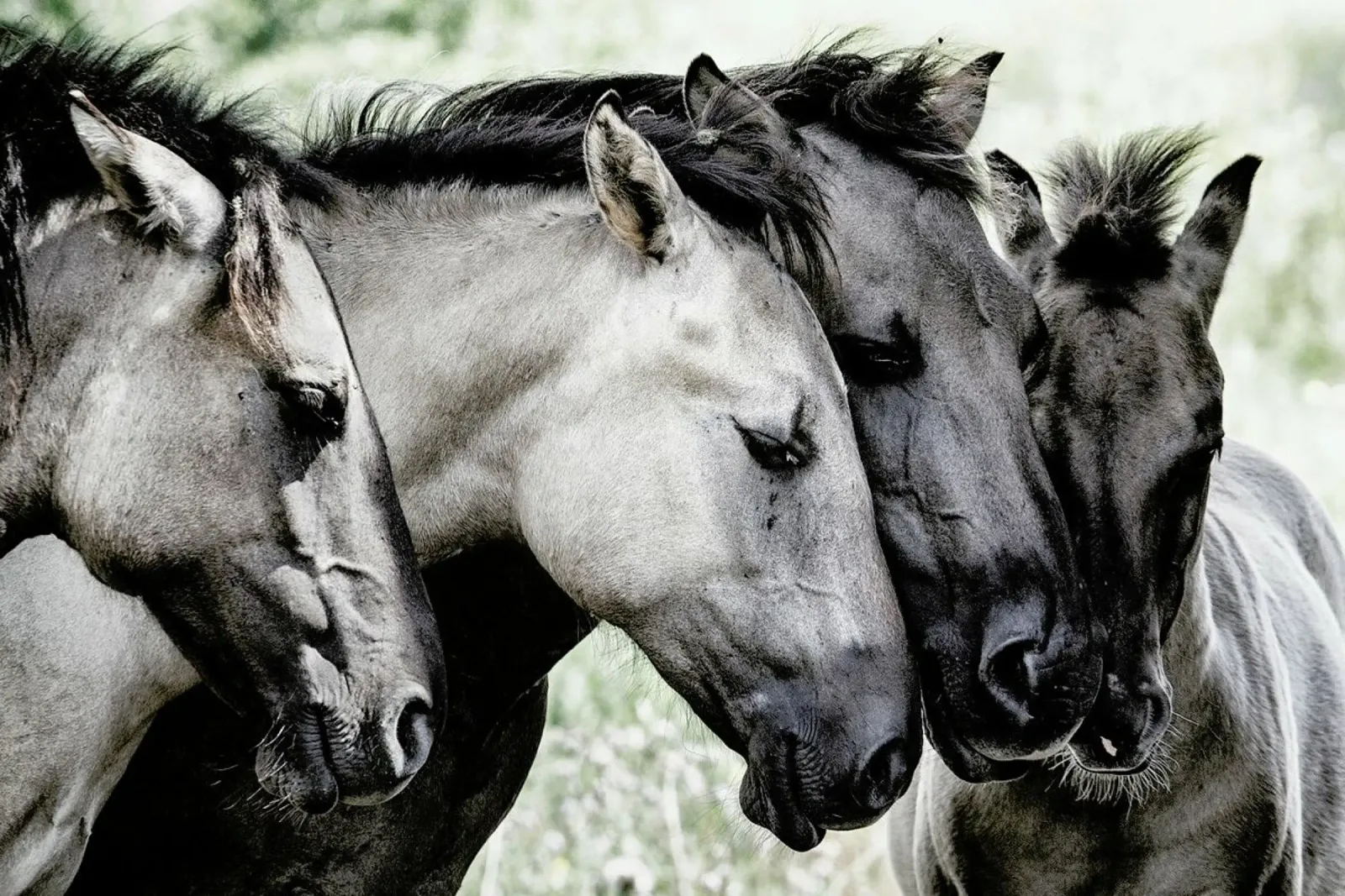 Four Konik Horses - Jaap van den carta hahnemühle da Pictufy