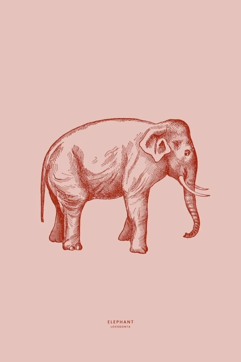 Elephant Pink pellicola backlit da Flora & Fauna