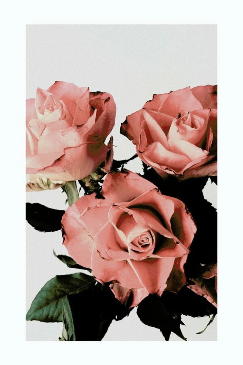 Roses Poster von Flora & Fauna