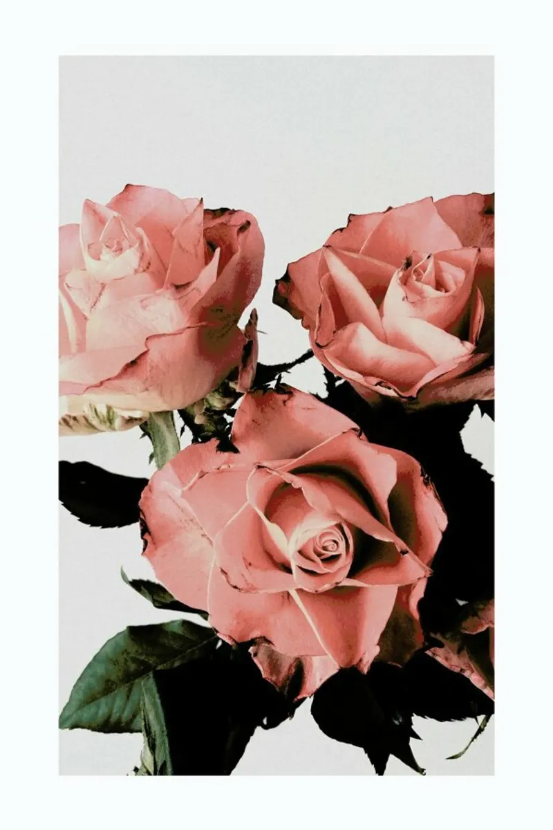 Roses pellicola backlit da Flora & Fauna