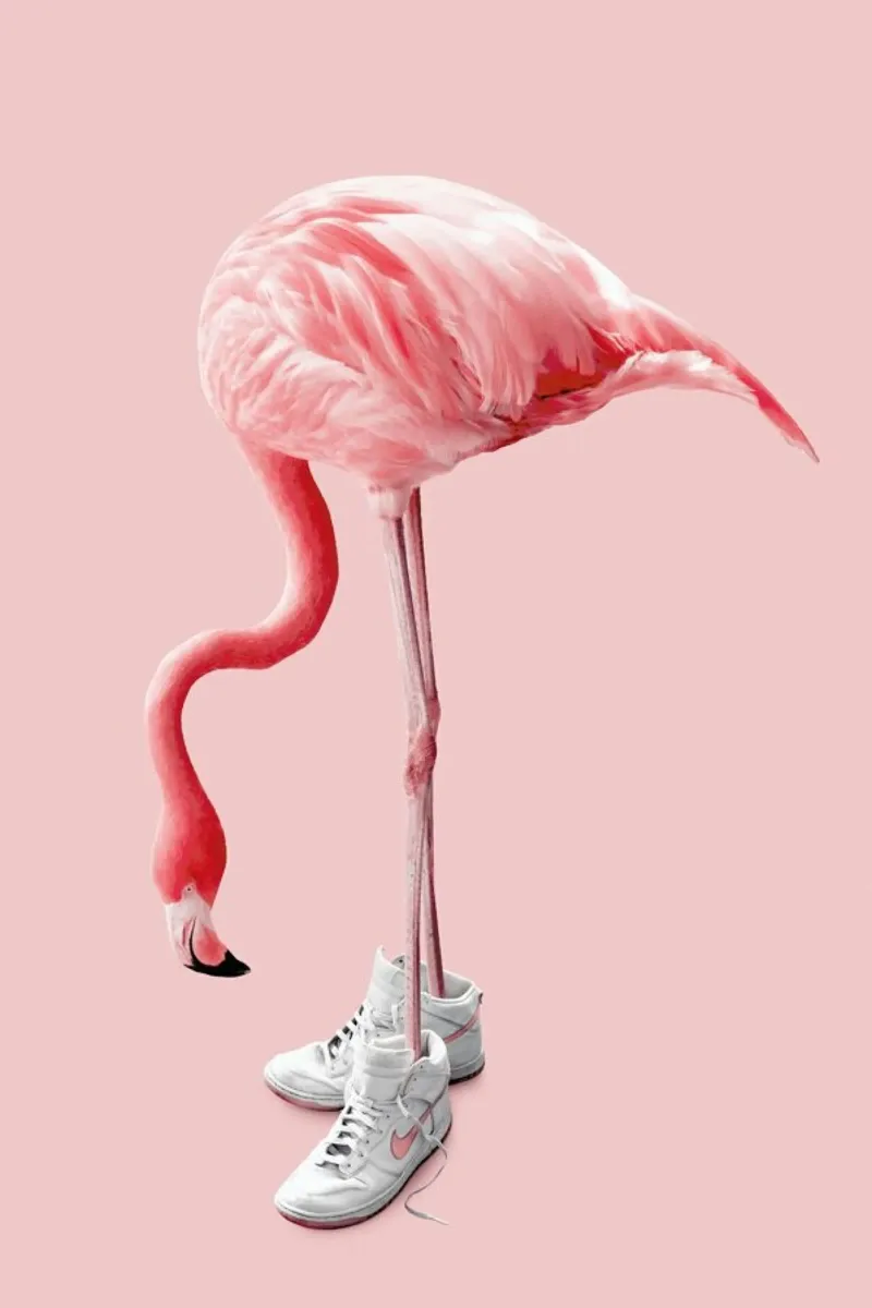 Sneaker Flamingo alluminio dibond da Jonas Loose
