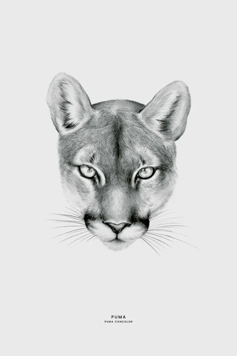 Puma pellicola backlit da Flora & Fauna