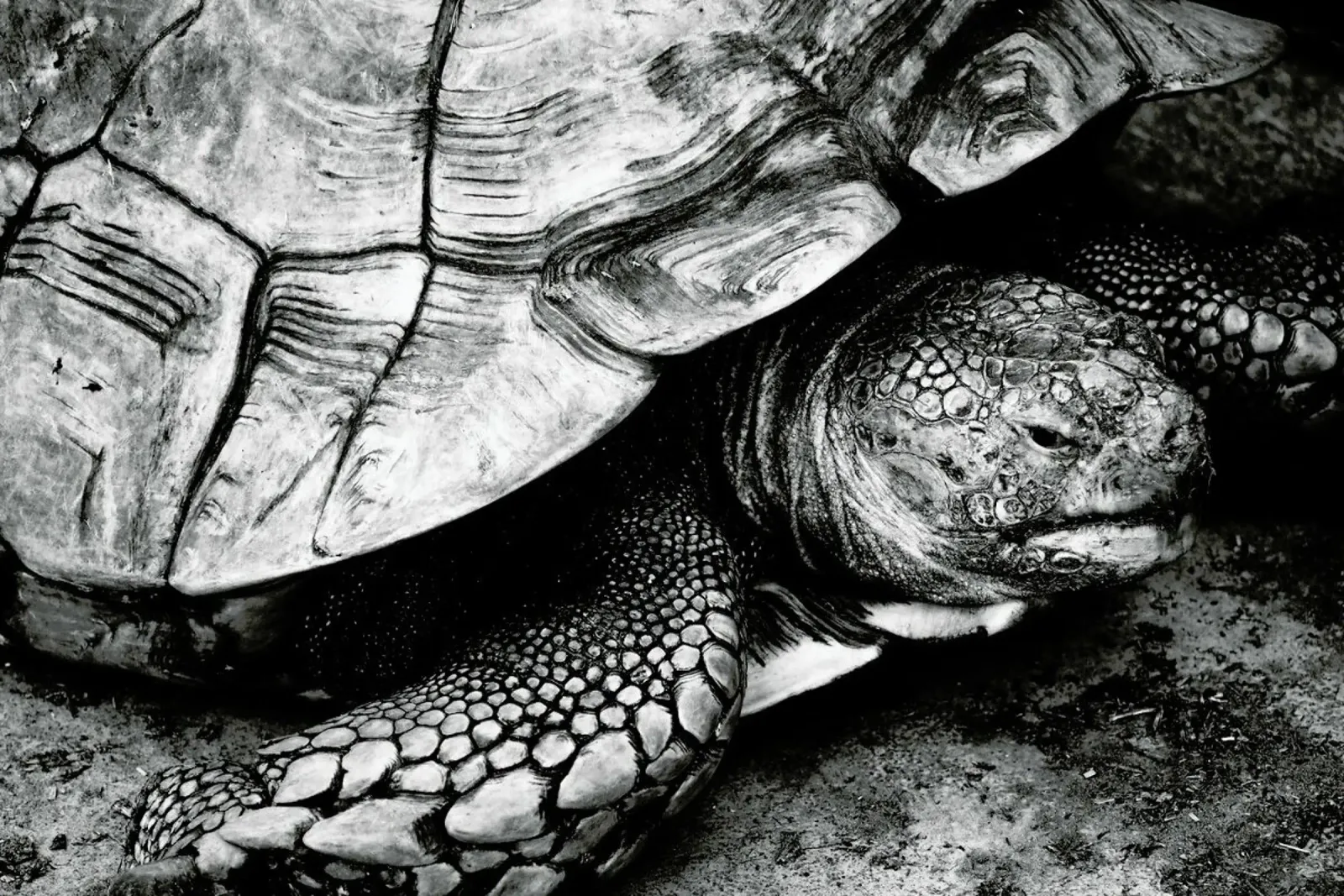 Tim the Turtle poster de Babett Schultze