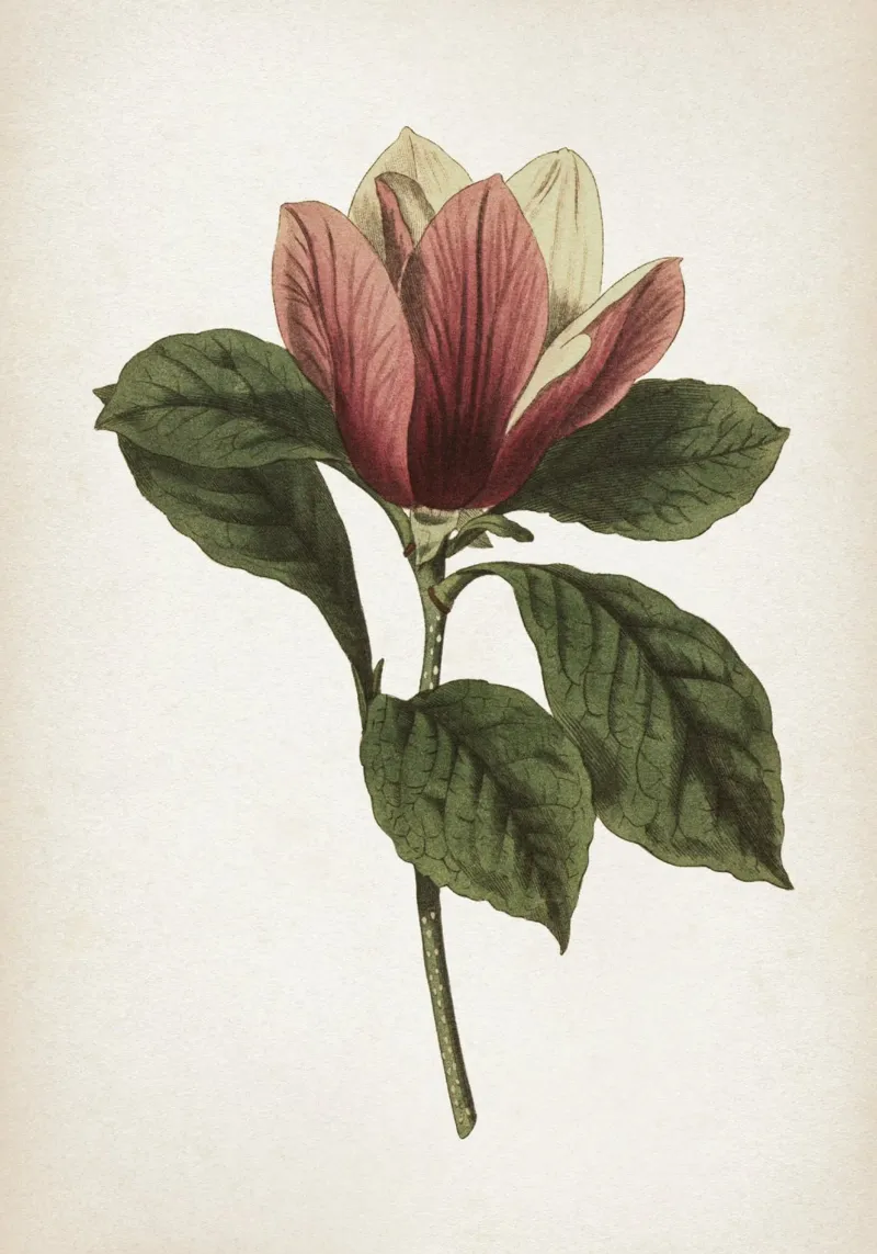 Vintage Curtis 1 Magnolia plexiglas de Vintage Print Collection