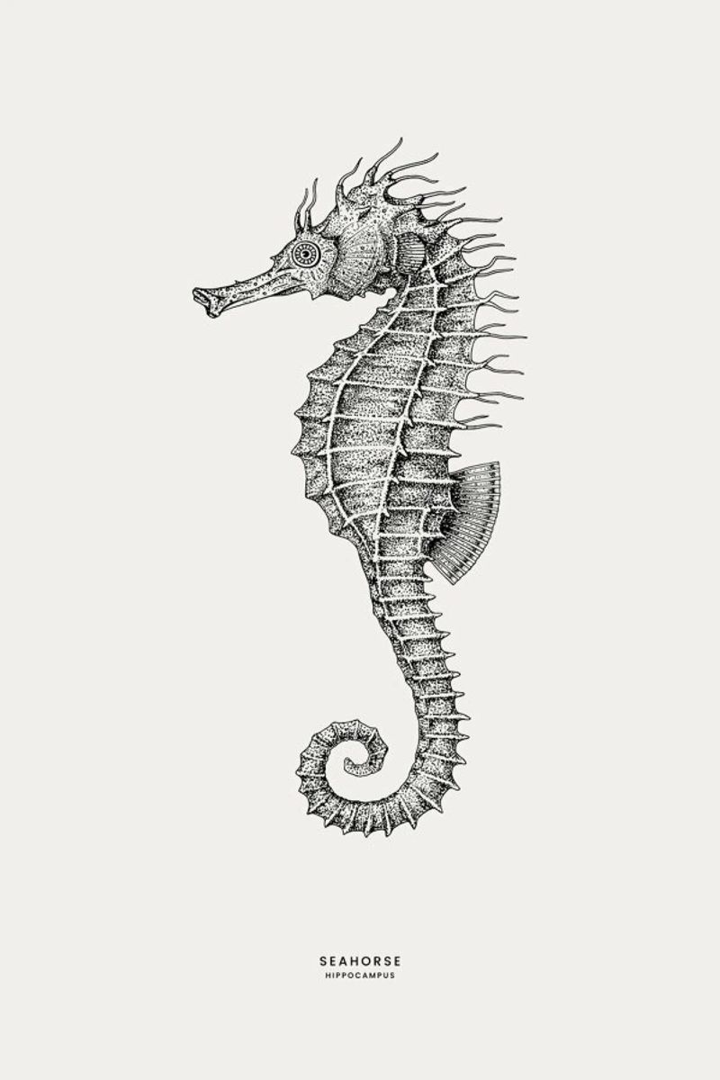 Seahorse poster by Flora & Fauna
