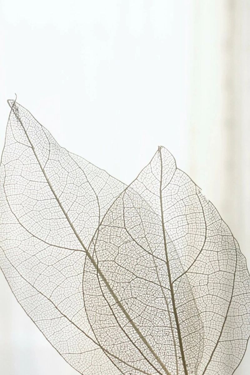 Skeleton Leaves acryl van Babett Schultze