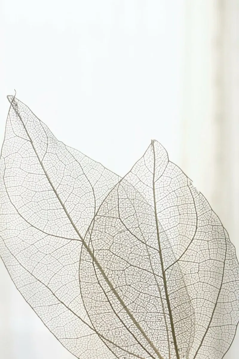 Skeleton Leaves pellicola backlit da Babett Schultze
