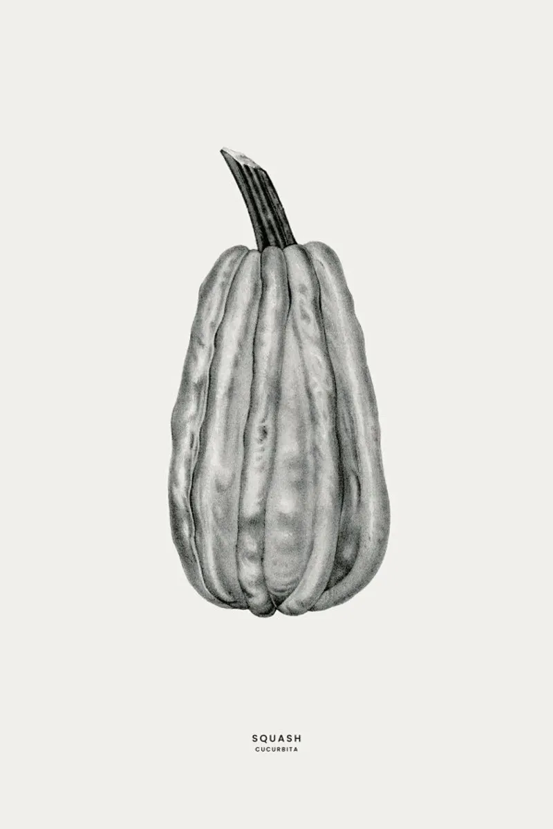 Squash pellicola backlit da Flora & Fauna