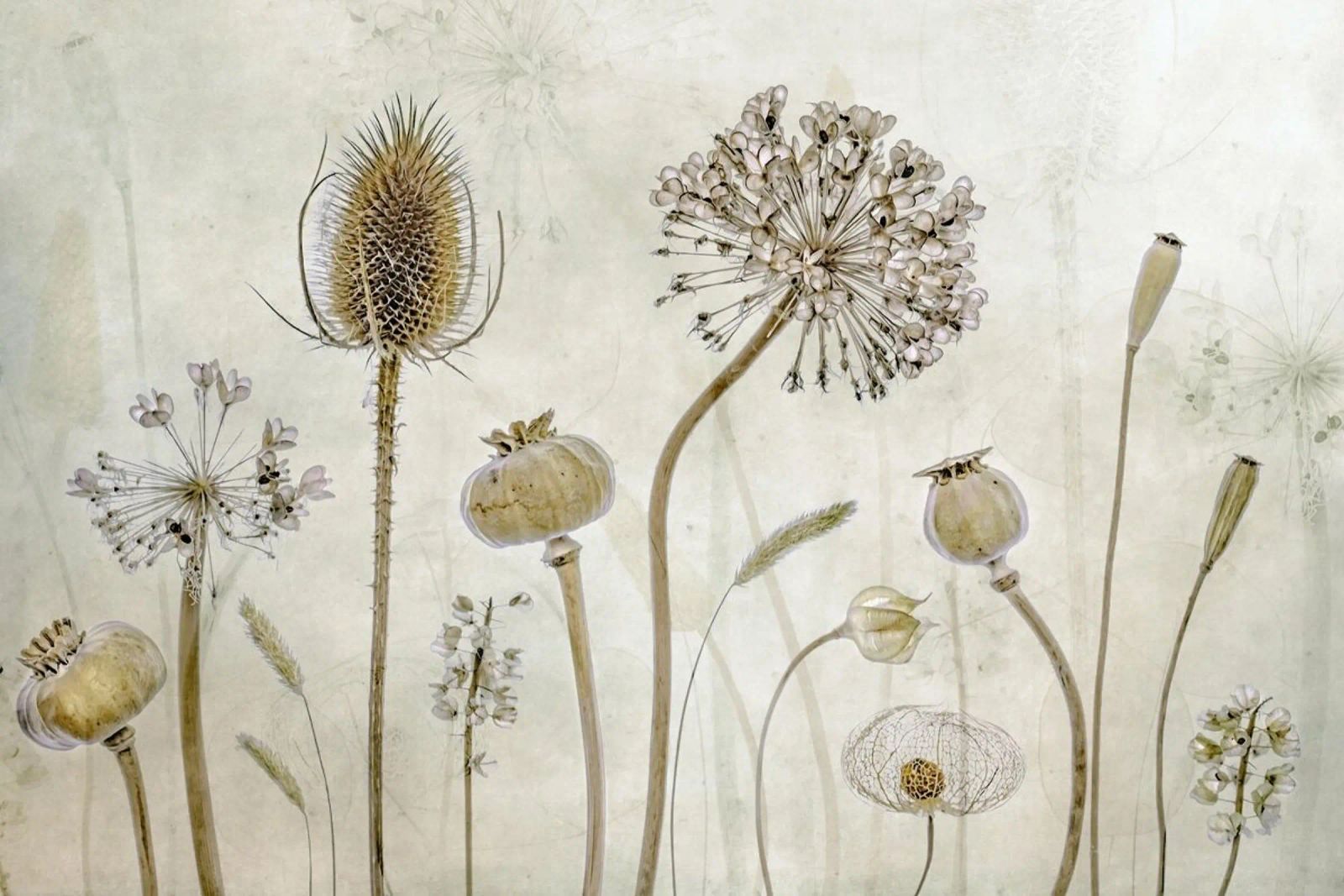 Growing Old - Mandy Disher poster de Pictufy