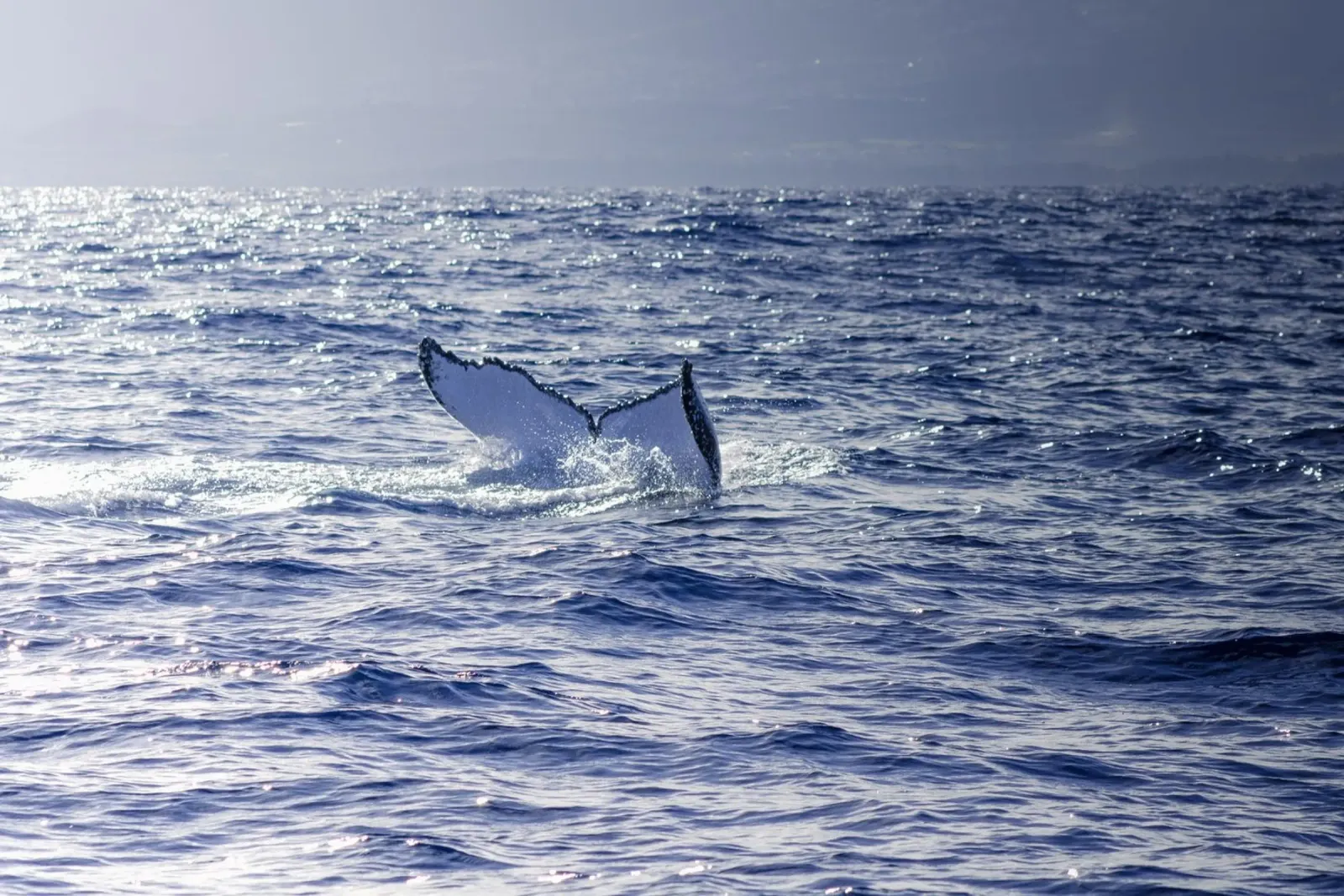 L'immersione delle balene 3 pellicola backlit da Léa Lefebvre Photography
