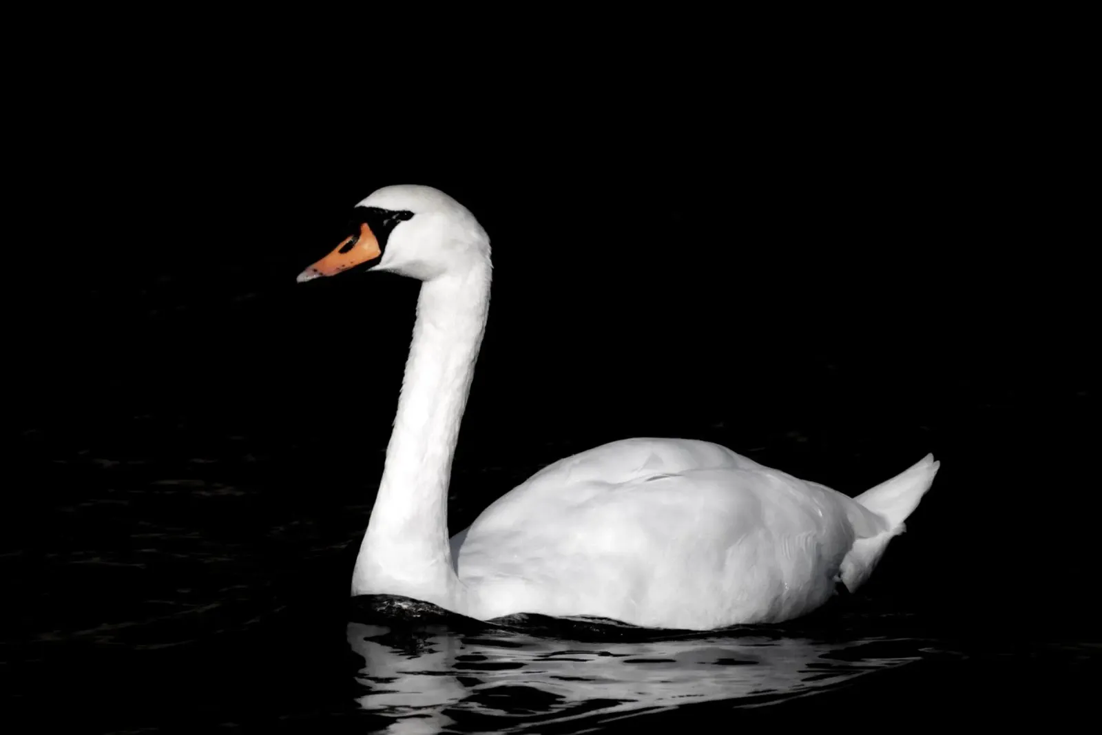 Cigno bianco a Bruges pellicola backlit da Léa Lefebvre Photography