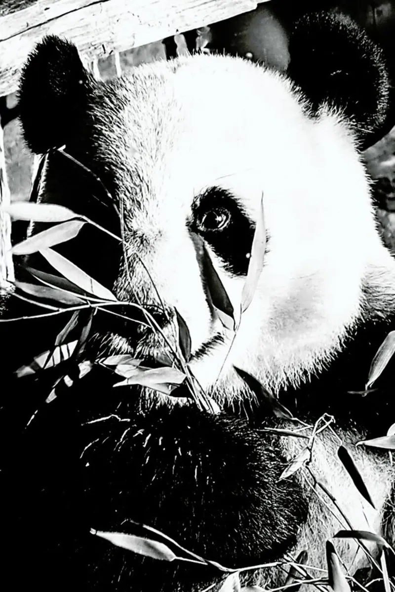 Hungry Panda hahnemühle by Babett Schultze