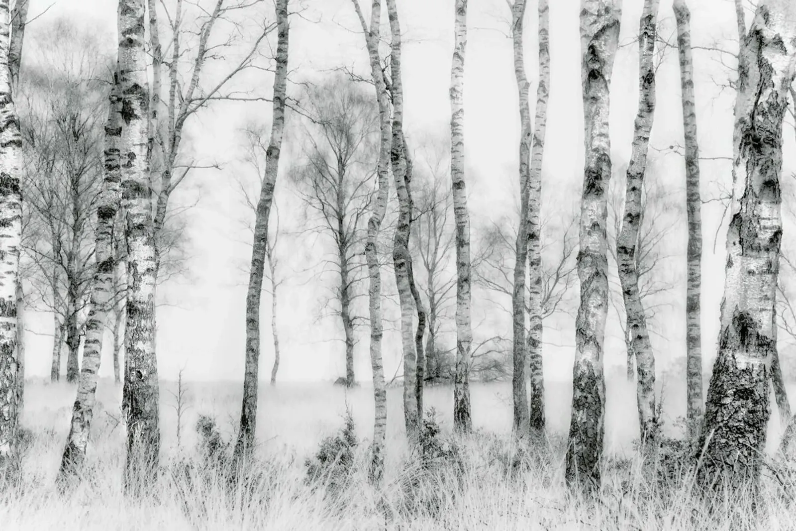Black And White - Nel Talen Leinwand von Pictufy