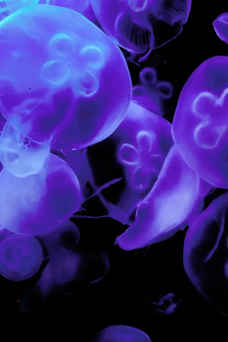 Blue Jellyfish alluminio dibond da Babett Schultze