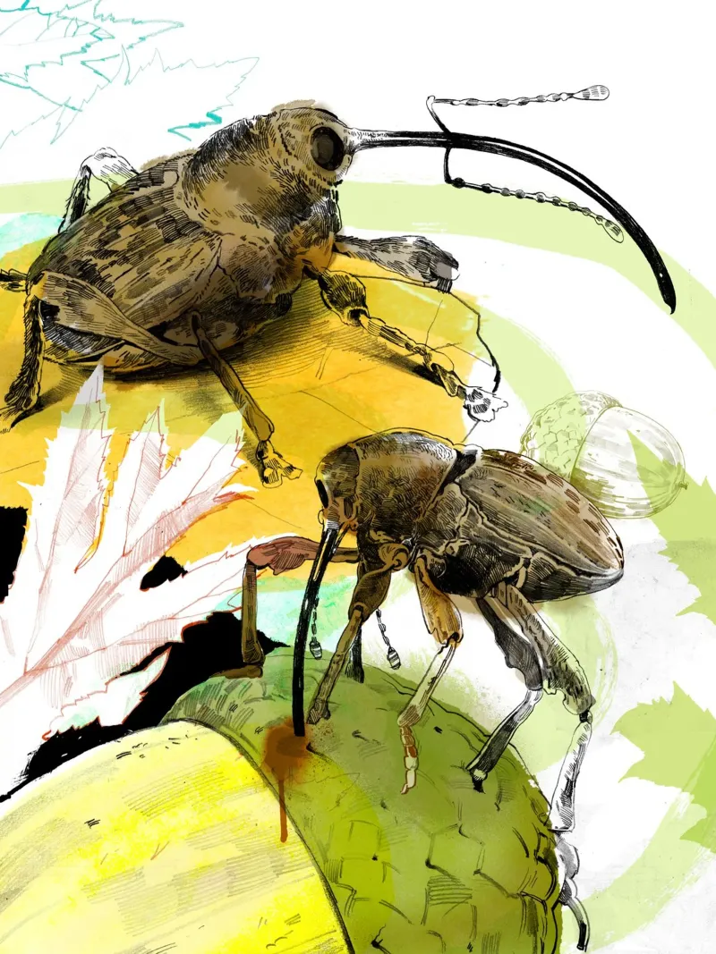 Insekten I pellicola backlit da DrawDraw