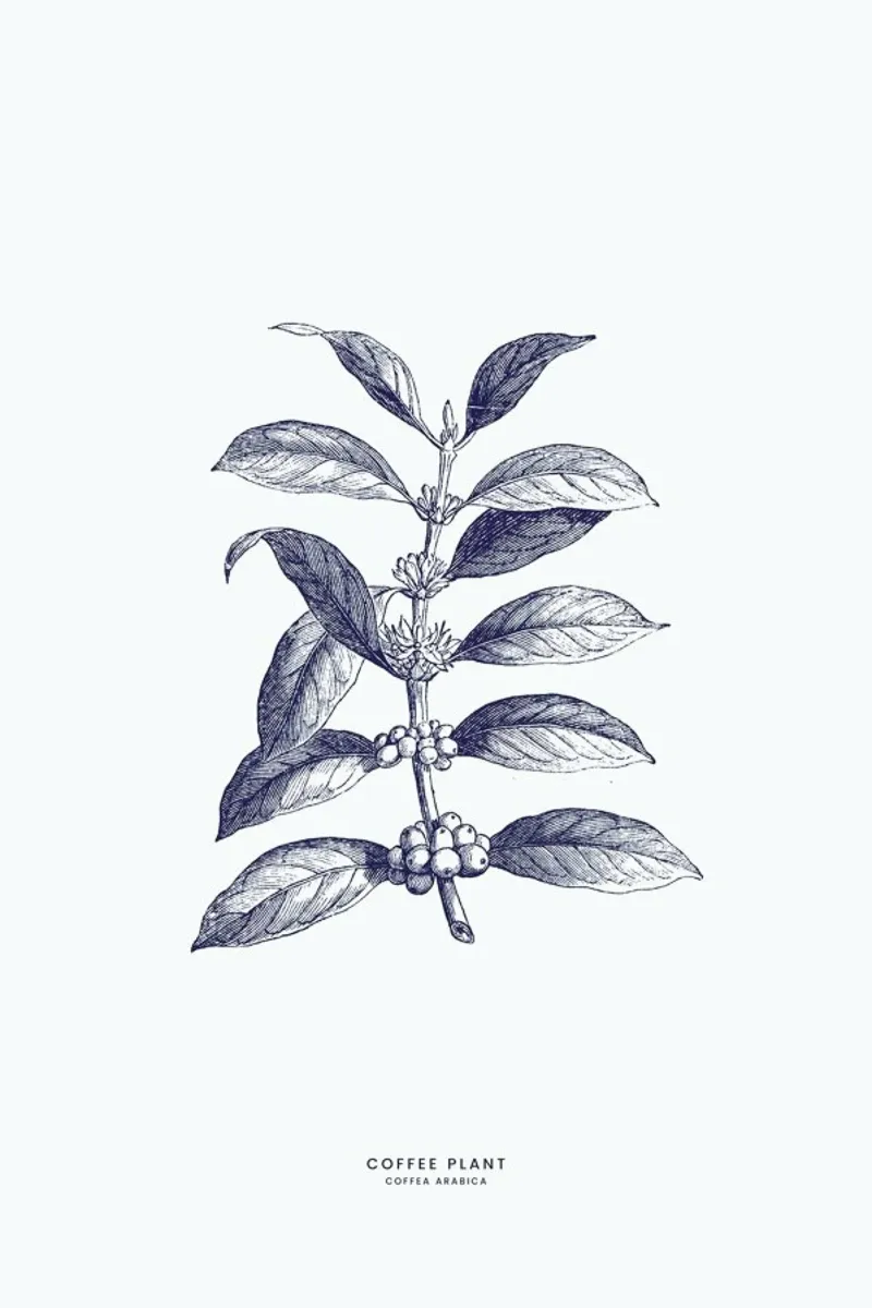 Coffee Plant II Hahnemühle von Flora & Fauna