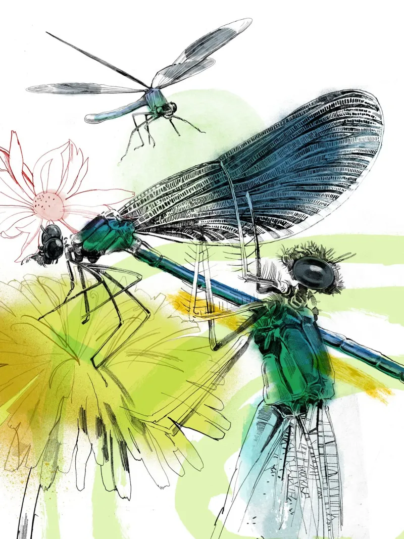 Insekten II Forex-Platte von DrawDraw