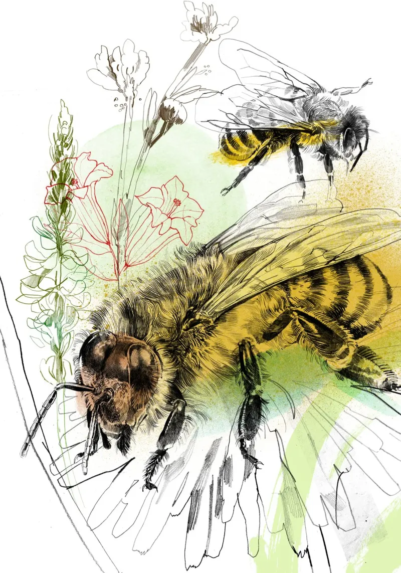 Insekten III forex plate by DrawDraw