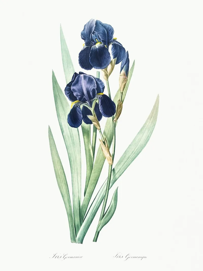 Purple Iris alluminio dibond da Pretty Flowers Vintage Botanicals