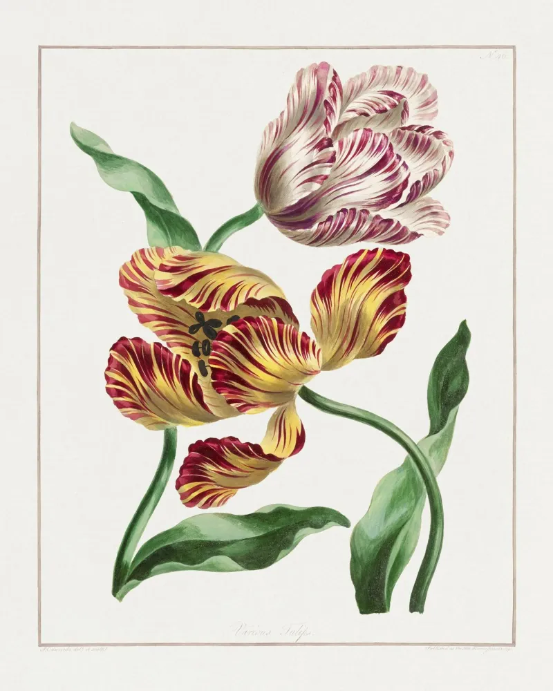 Tulips Vintage Botanical Illustration poster con telaio in alluminio da Pretty Flowers Vintage Botanicals