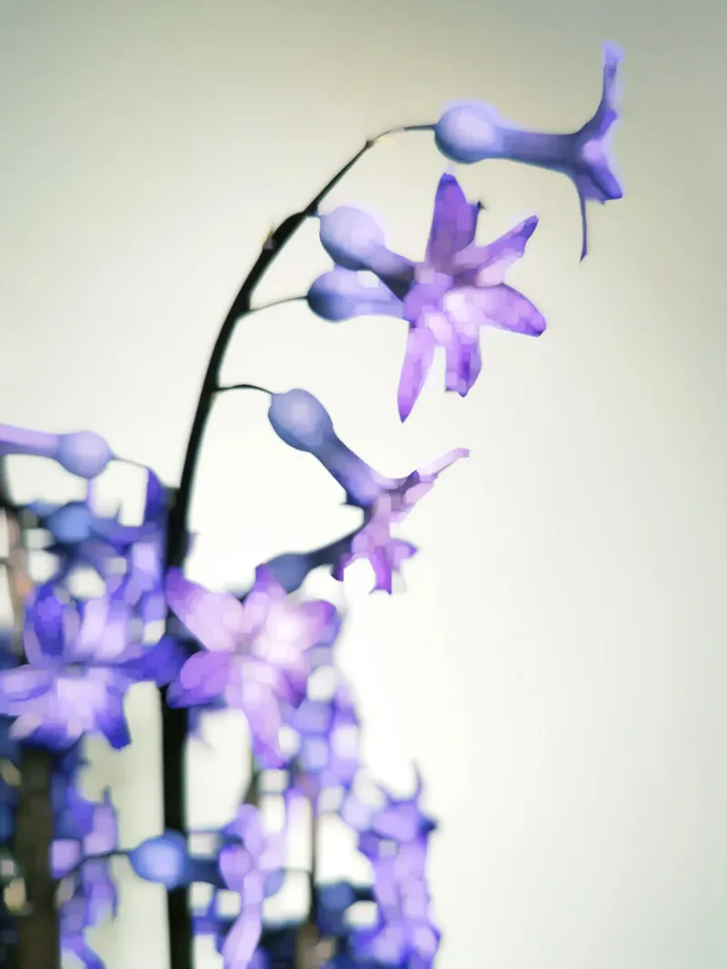 Hyacinth pellicola backlit da Angelo Cerantola
