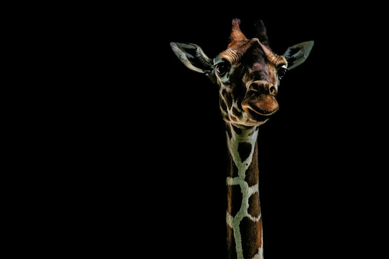 Hello - Branko Markovic plexiglass da Pictufy