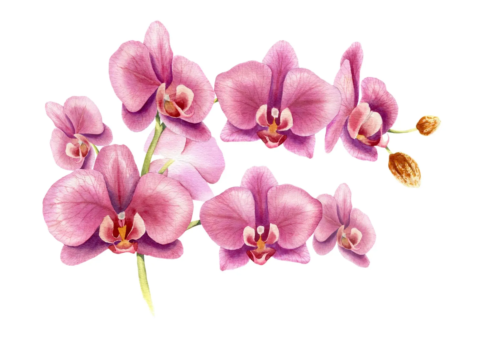 Orchideen pellicola backlit da youdesignme