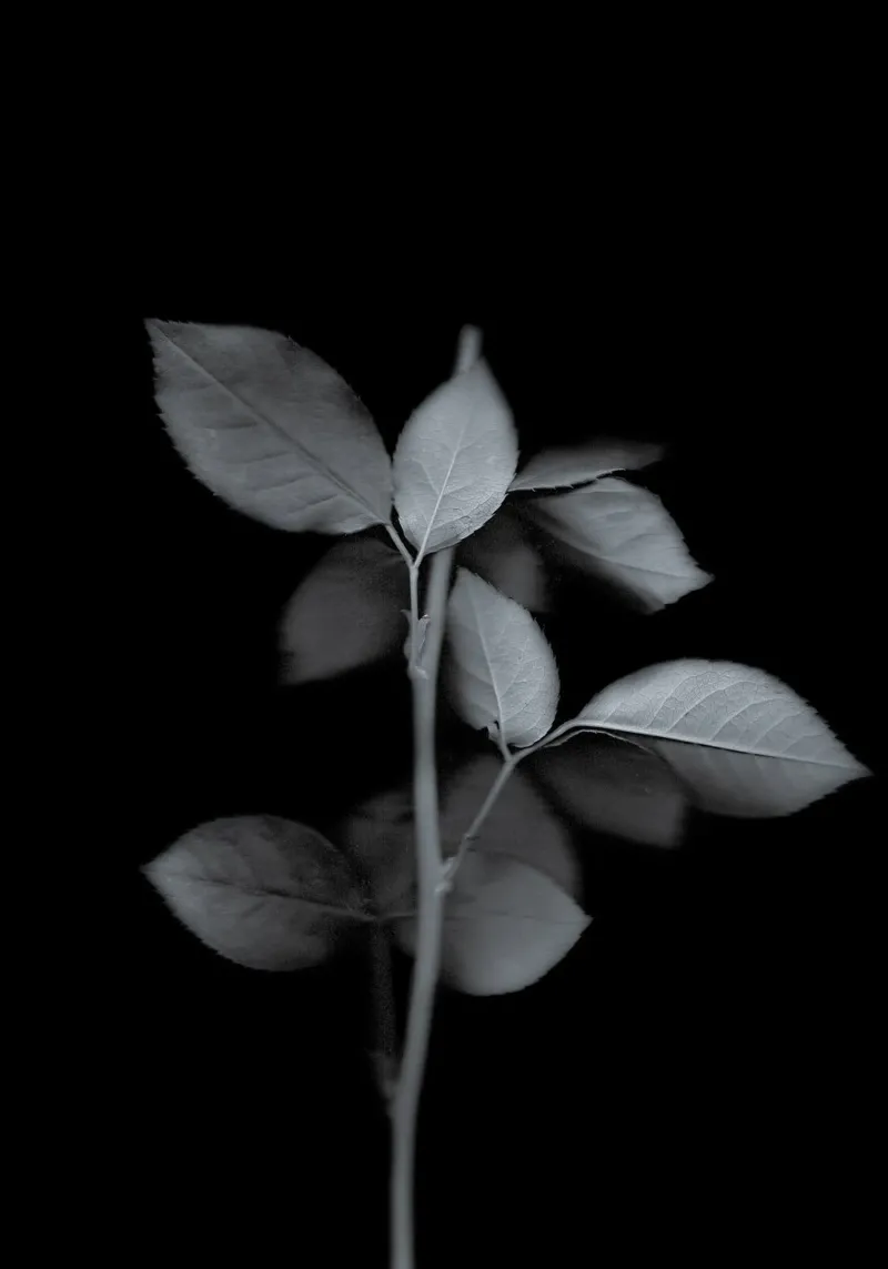 The Art of Destruction carta hahnemühle da Muted Blossom