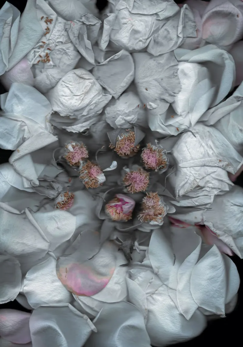The Art of Destruction I carta hahnemühle da Muted Blossom