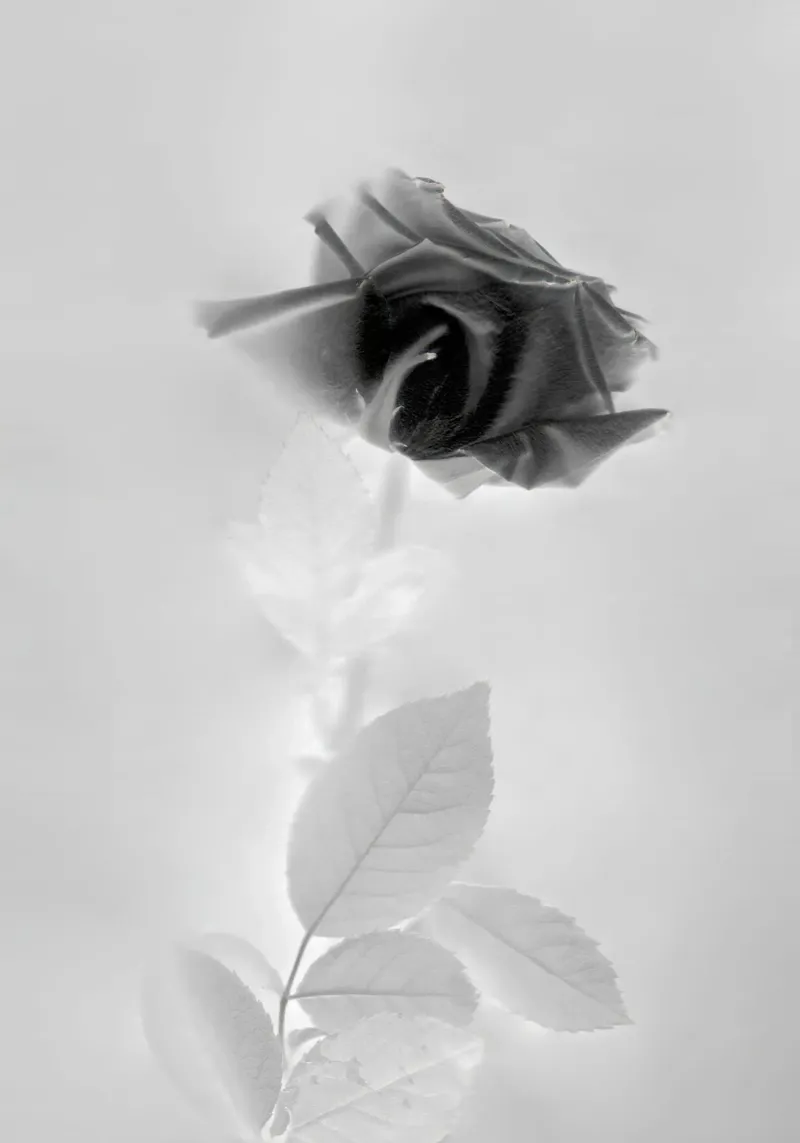 BW Rose carta hahnemühle da Muted Blossom