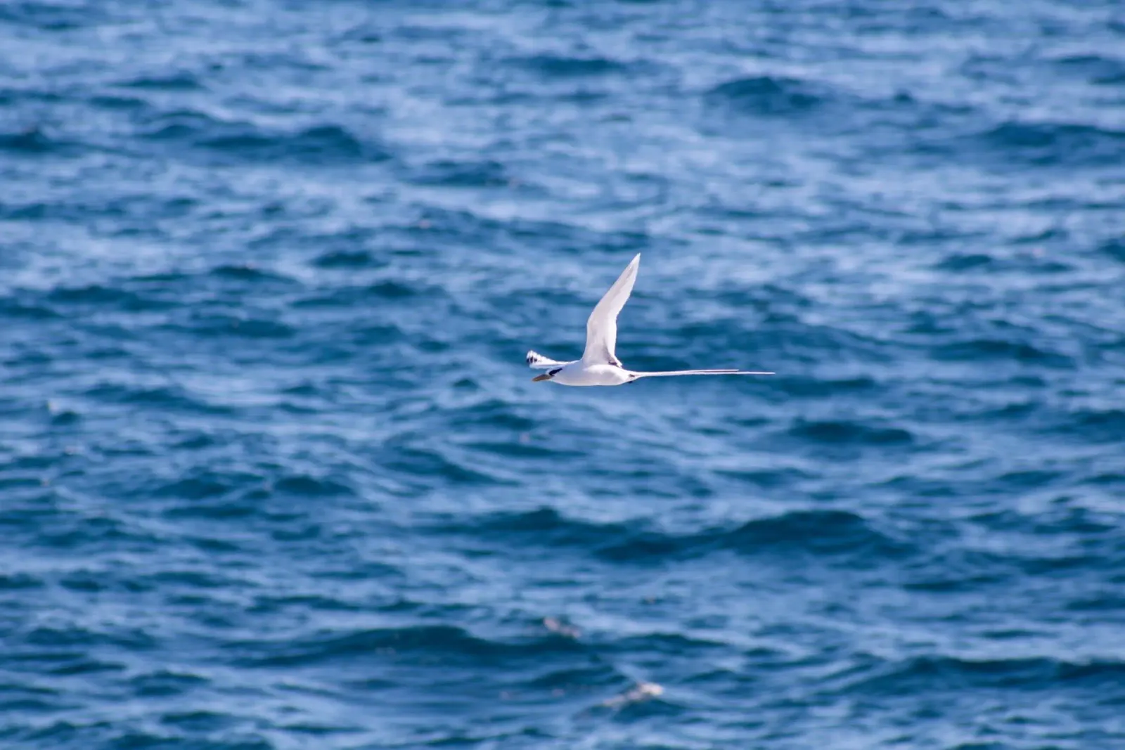 Uccello bianco in volo sul mare 1 pellicola backlit da Léa Lefebvre Photography
