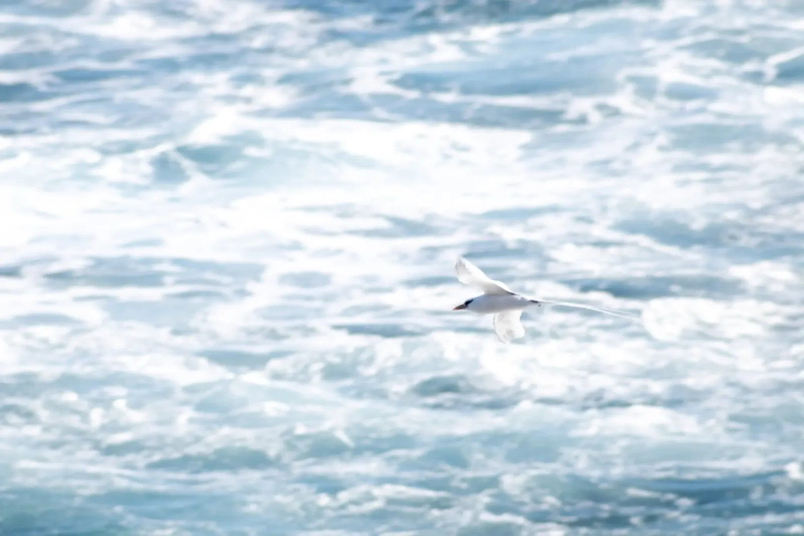 Oiseau blanc volant au-dessus de la mer 2 toile de Léa Lefebvre Photography