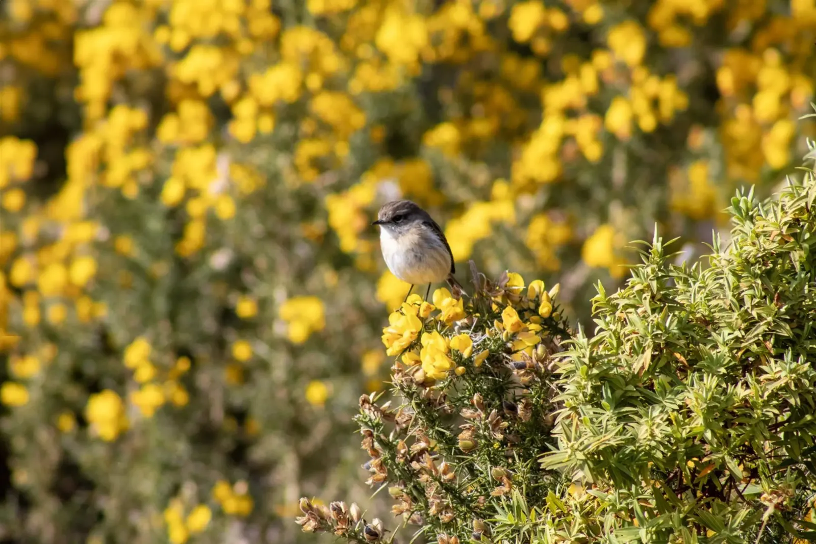 Un uccello su fiori gialli poster con telaio in legno da Léa Lefebvre Photography