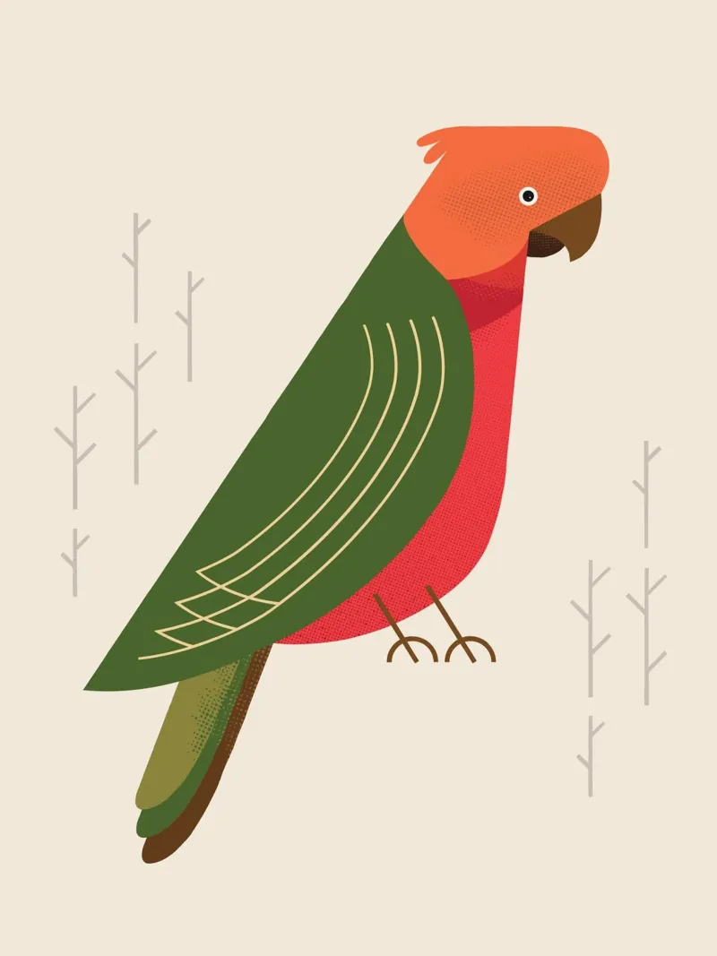 Pappagallo reale australiano, Uccello dell'Australia pellicola backlit da The Printed Sparrow