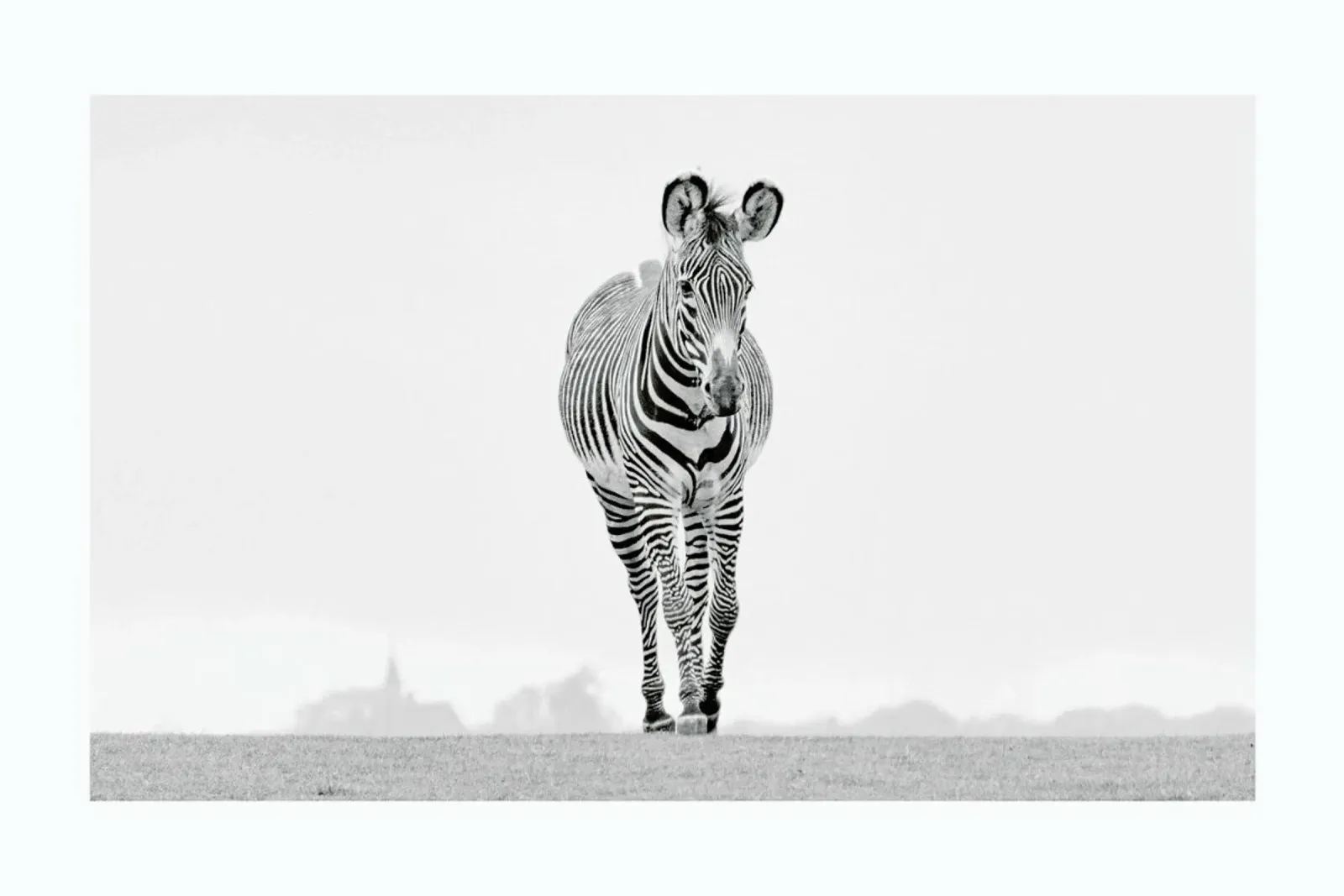 White Stripes tela da Natural Kingdom