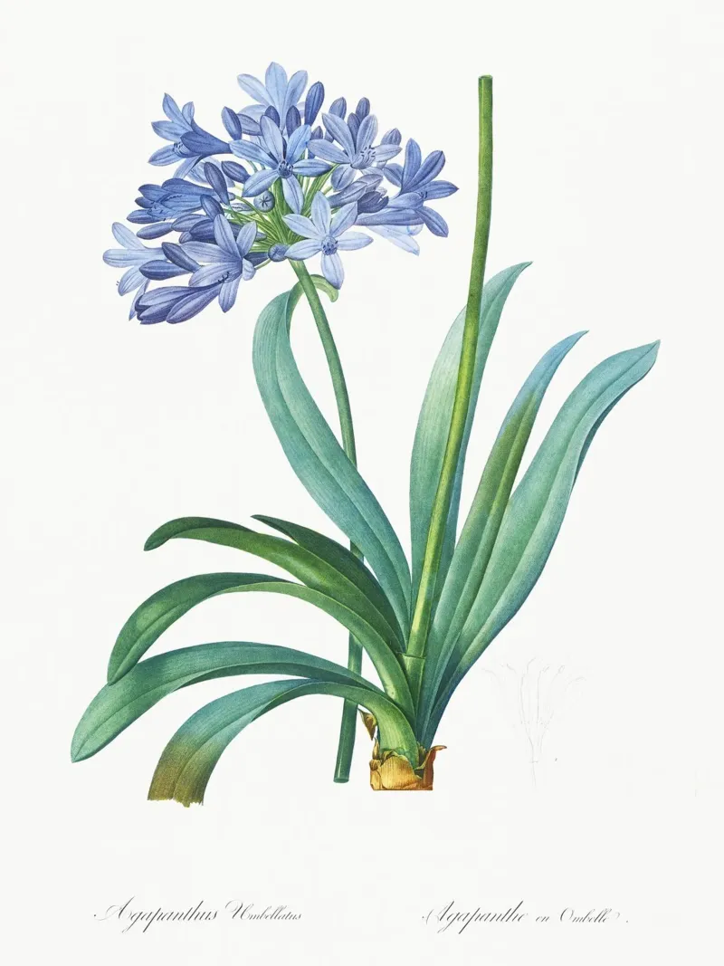 Giglio del Nilo, fiore viola Illustrazione botanica carta hahnemühle da Pretty Flowers Vintage Botanicals