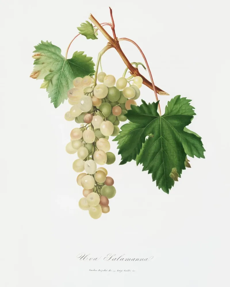 Muscat Grape Botanical Vintage Illustration pellicola backlit da Pretty Flowers Vintage Botanicals