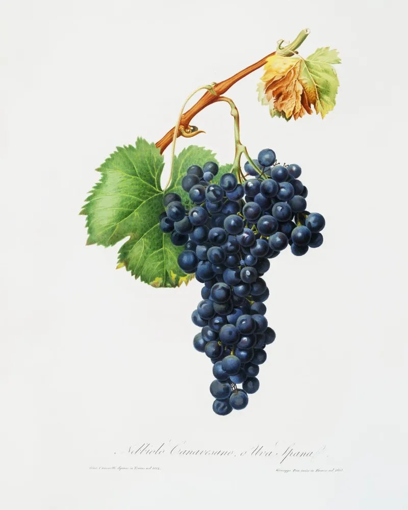 Purple Grape Spanna Botanical VIntage Illustration pellicola backlit da Pretty Flowers Vintage Botanicals