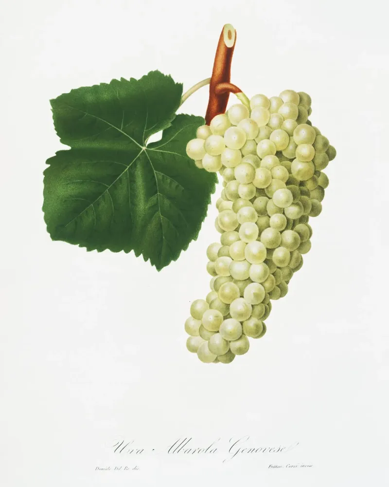 White Grape Vintage Botanical Illustration Print pellicola backlit da Pretty Flowers Vintage Botanicals